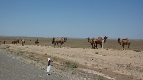 camels.jpg