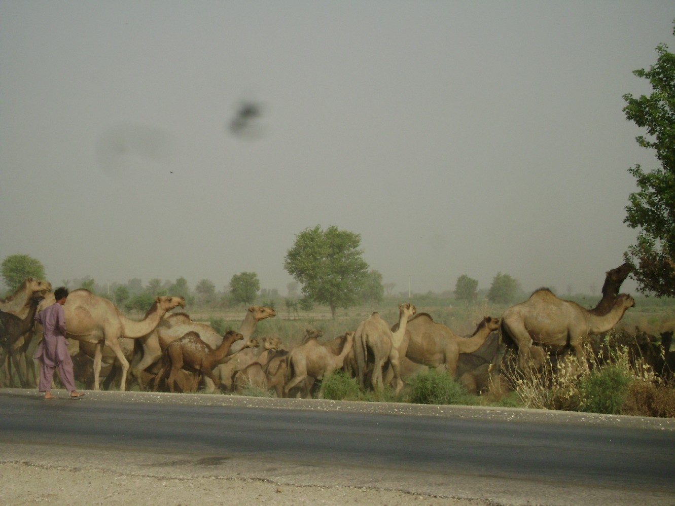 camels.jpg