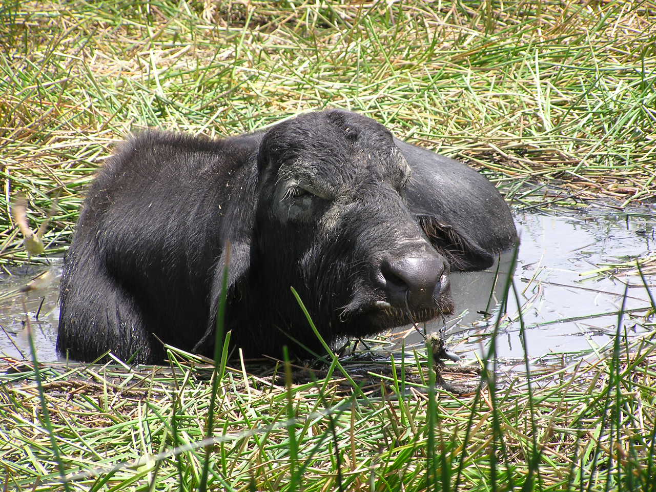 Water Buffalo.JPG