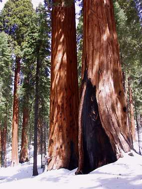 USA-Sequoia.jpg