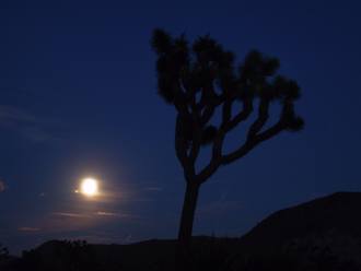 USA_JoshuaTree_moon.jpg