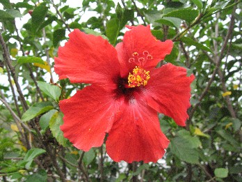 Cali_2_Armenia_roadside_flower17.jpg