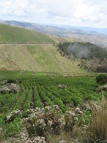 crops_at_13000ft_18.JPG