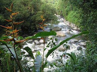 rain_forest_river_to_cross16.JPG