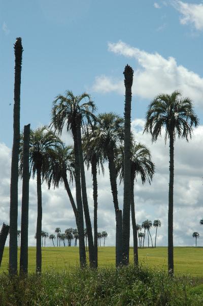 05-11-06-palms.JPG