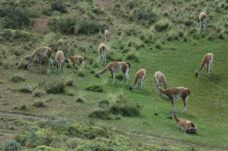 guanacos.JPG