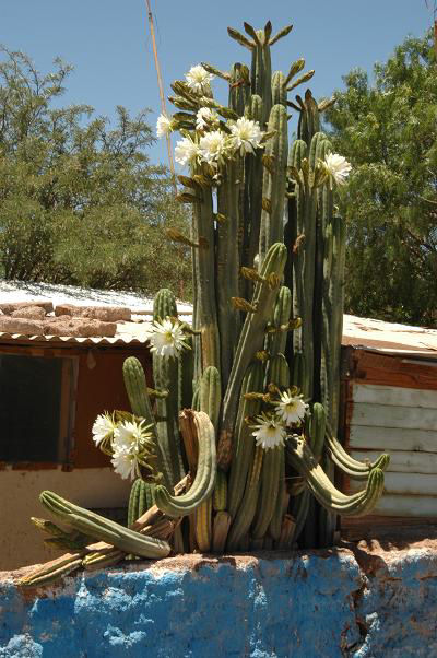 m02cacti.JPG