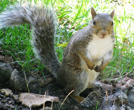 18squirrel.JPG