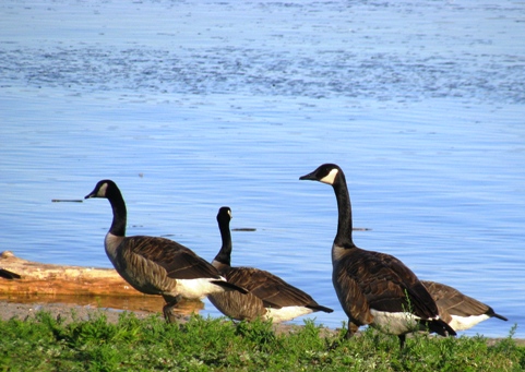 1canadageese.JPG