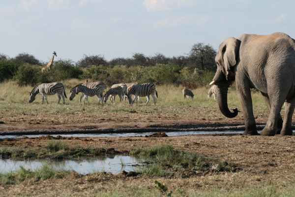 namibia003.JPG