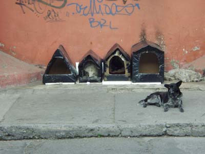 00033StreetDogsInSantiago.jpg