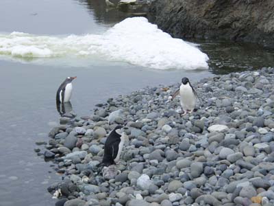 12AdelieChinstrapGentooPenguins.jpg