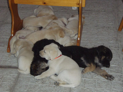 28Puppies28.jpg