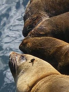 seals at Cape Town docks