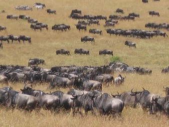 wildetelephoto1.JPG