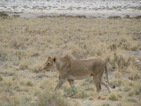 058Namibia.JPG