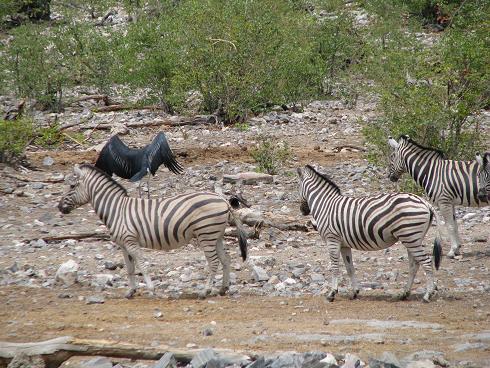 068Namibia.JPG