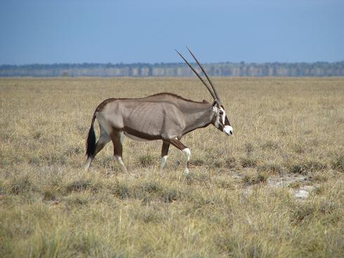 086Namibia.JPG