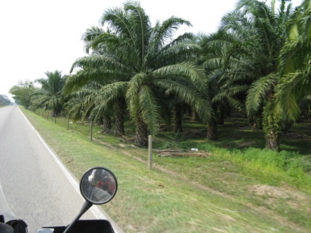 22palmoil.JPG