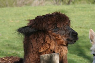 Alpaca.jpg