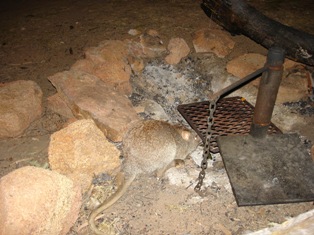 Bettong.JPG