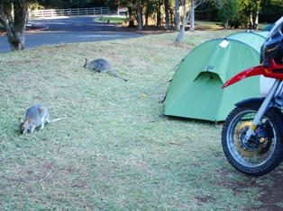 Wallabies.JPG