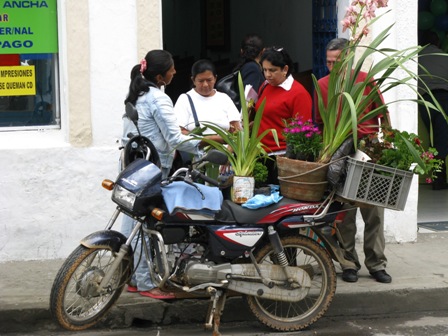 bikeflowers.JPG