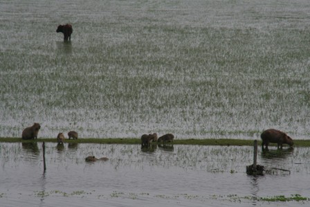 capybaras.JPG