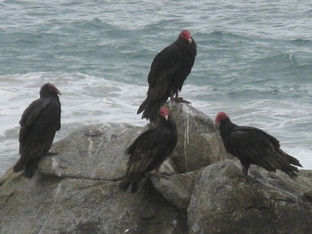 chilecondors.JPG