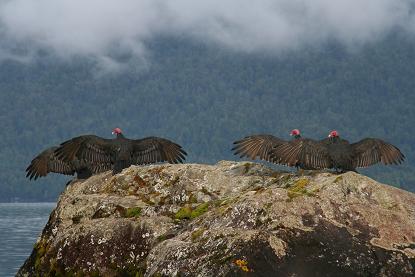 condors8.JPG