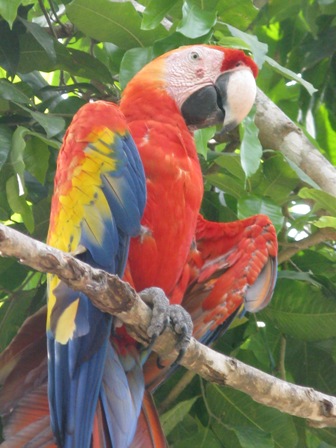 copanmacaw.JPG