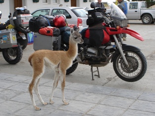 guanaco.JPG