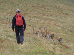 hguanacos.JPG