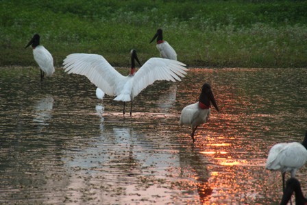 jabirustorks.JPG