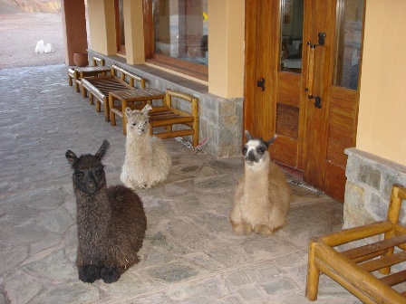 llamahotel.JPG