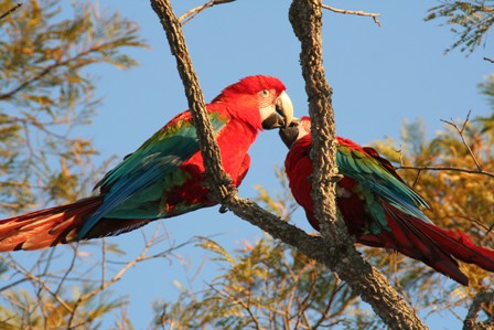 macaws.JPG