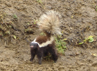 skunk.JPG