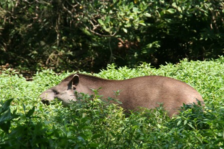 tapir.JPG