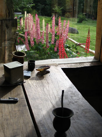 mate and lupins -Ushuaia.jpg