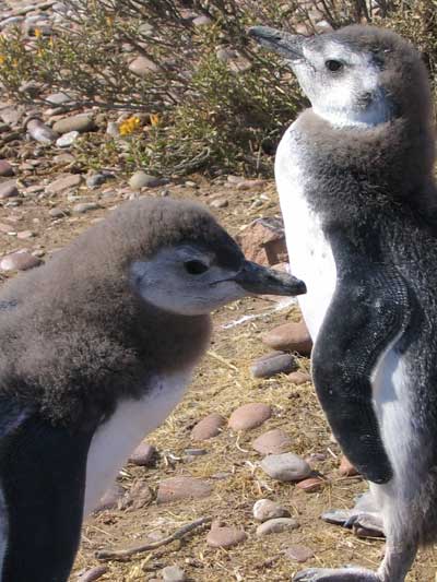 penguinos,-Camarones.jpg