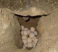 turtle-eggs-sm.jpg