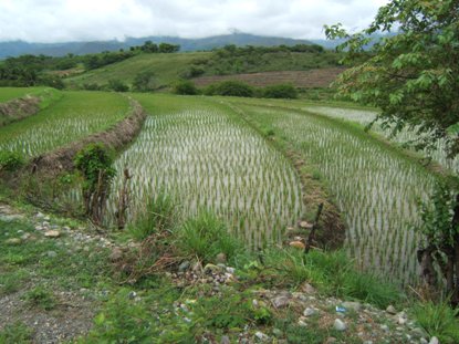 ArrozEnTerrazas.jpg