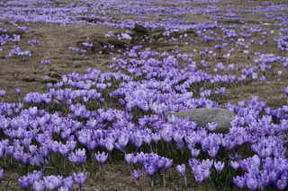 12_ManyCrocus_320.JPG