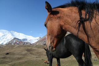 14_HorsesAtLeninPeak_320.JPG