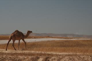 Camel_320.JPG