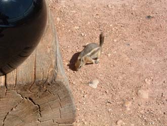 A cheeky chipmunk at Bryce Canyon