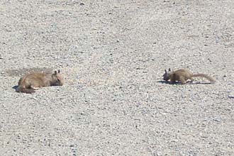 California ground squirrels