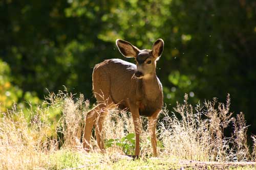 Deer-web.jpg