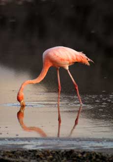 Flamingo-3.jpg