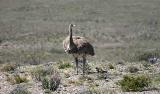 Rhea1-Routa40.jpg